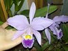 Cattleya gaskelliana 